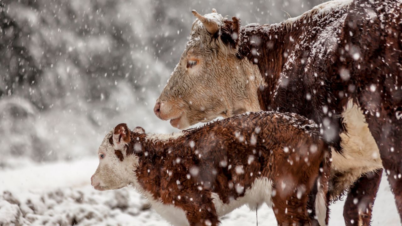 Îngrijirea vițeilor iarna. Șapte recomandări utile