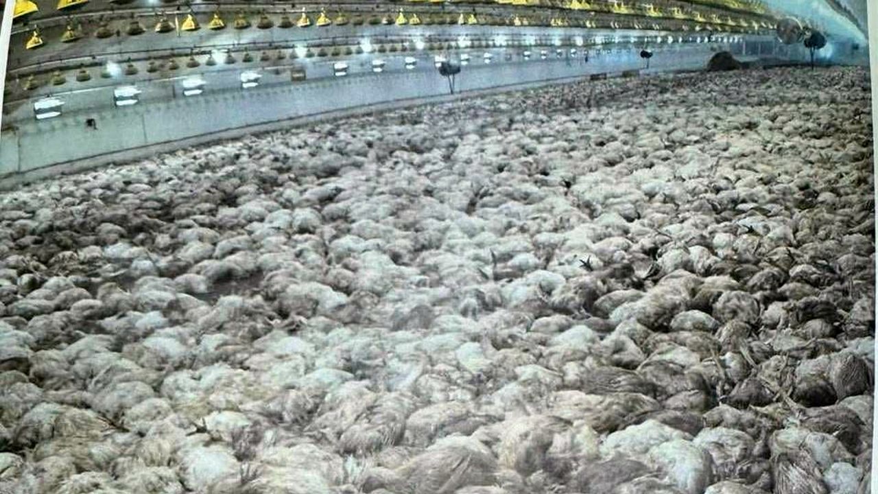 Republica Moldova a omorât peste 100.000 de păsări care au mâncat furaje cancerigene