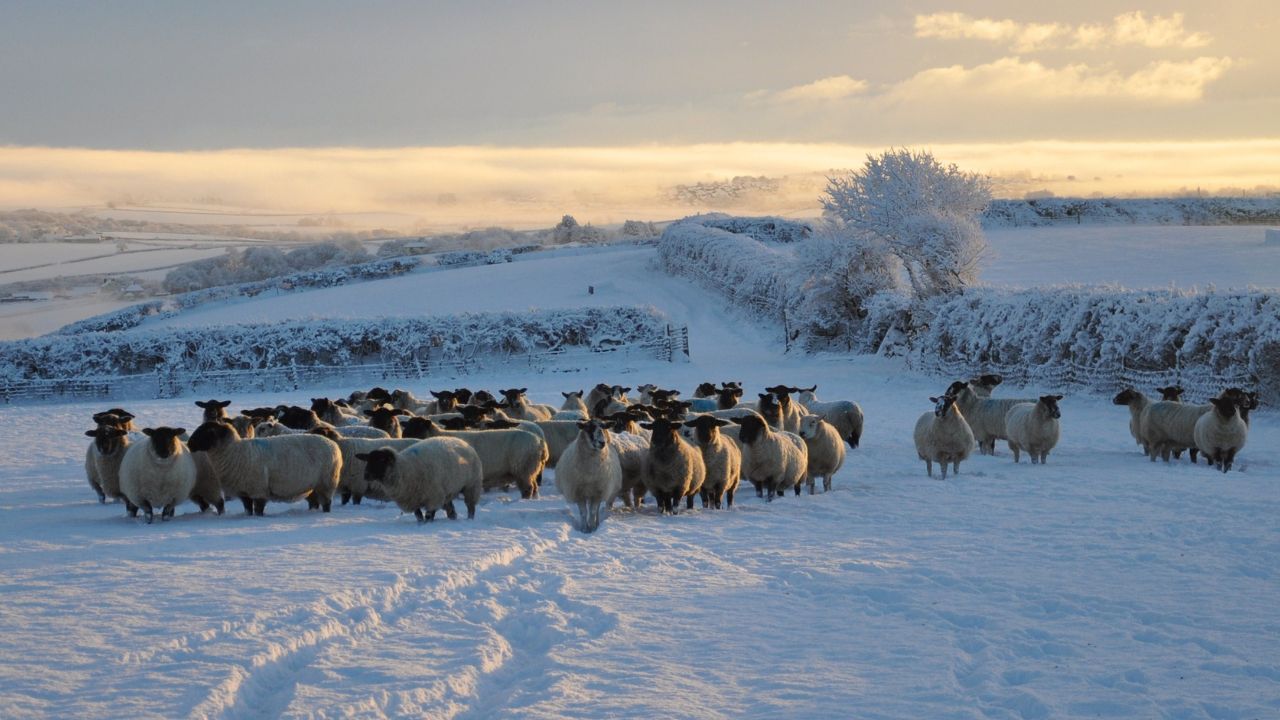 Subvenții APIA 2026. Plățile pentru crescătorii de animale – finalizate până la finalul acestei luni!