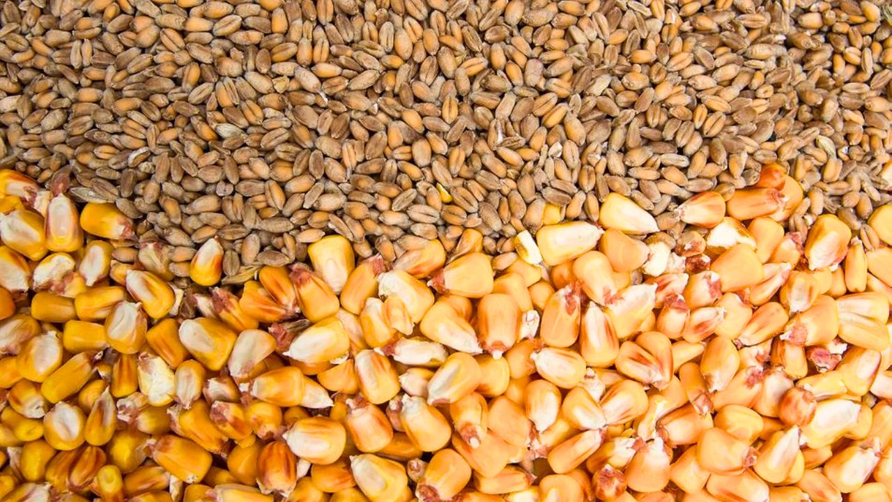 Analiști: Porumbul va fi mai scump ca grâul în 2026