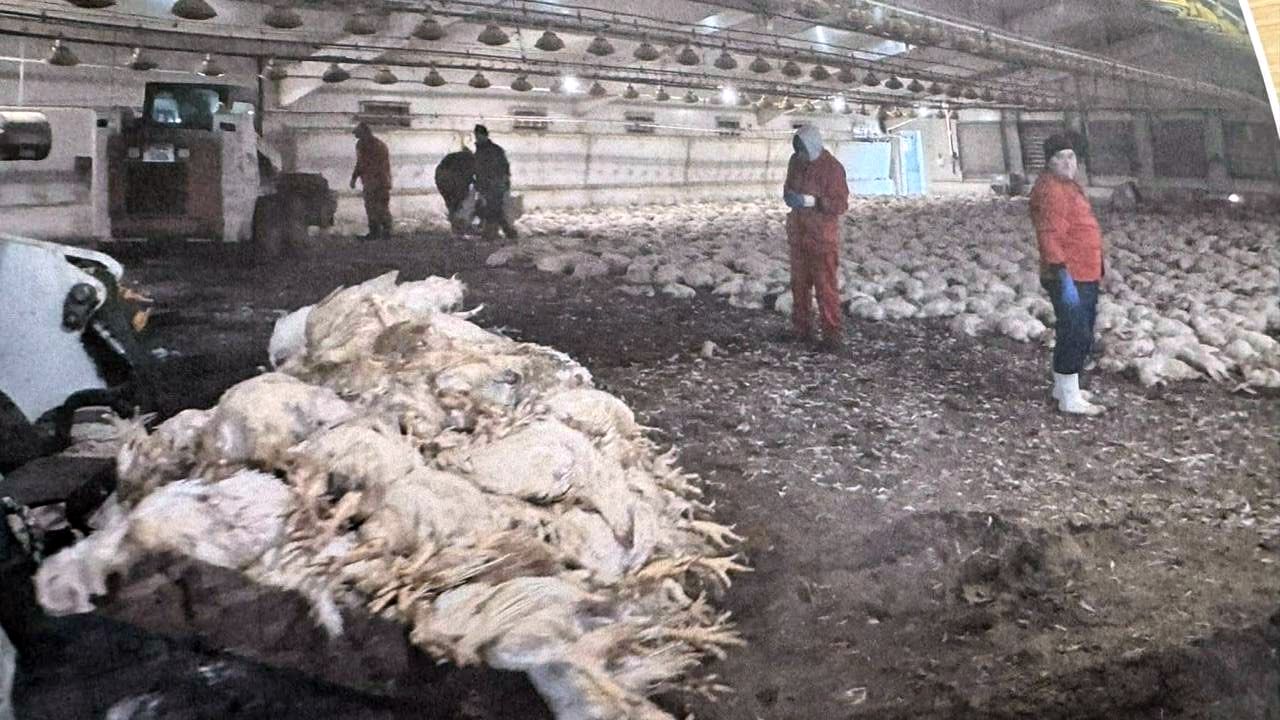 Peste 110.000 de păsări au fost omorâte din cauza furajelor cancerigene din Ucraina. R. Moldova a sistat importul de furaje ucrainene