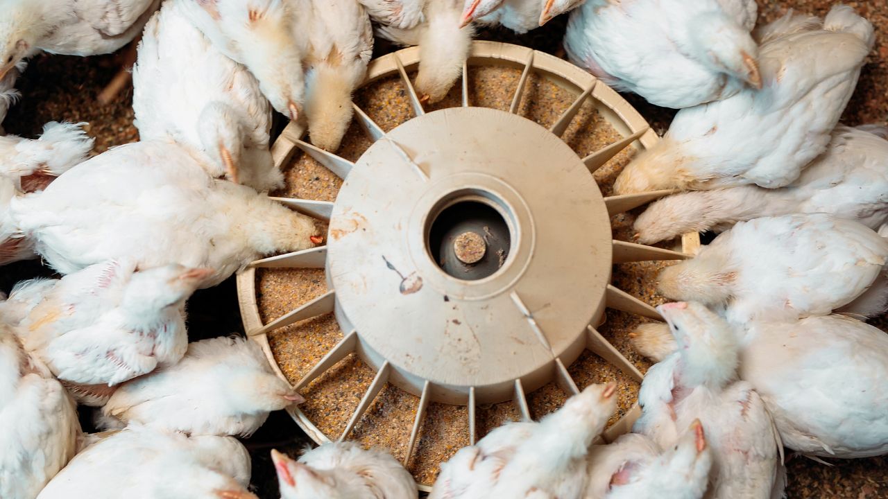 Furajele cancerigene din Ucraina, ”împinse” în fermele din România?