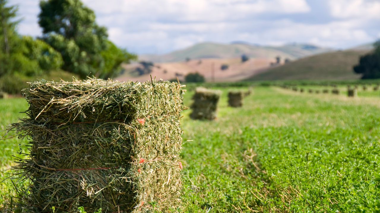 S-a stabilit: Subvenția APIA pe lucernă, numai pentru fermierii care dețin și animale