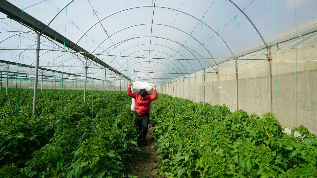 Tomata 2026 - culturi eligibile