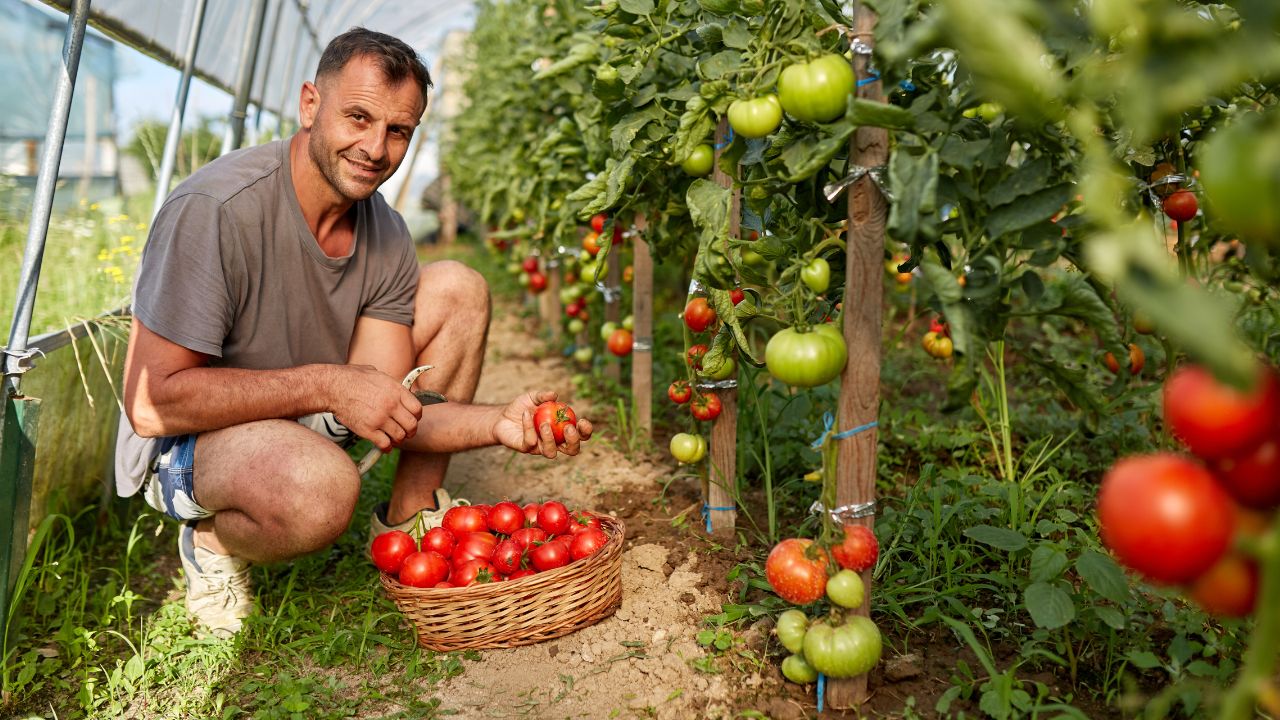 Tomata 2026 - plăți