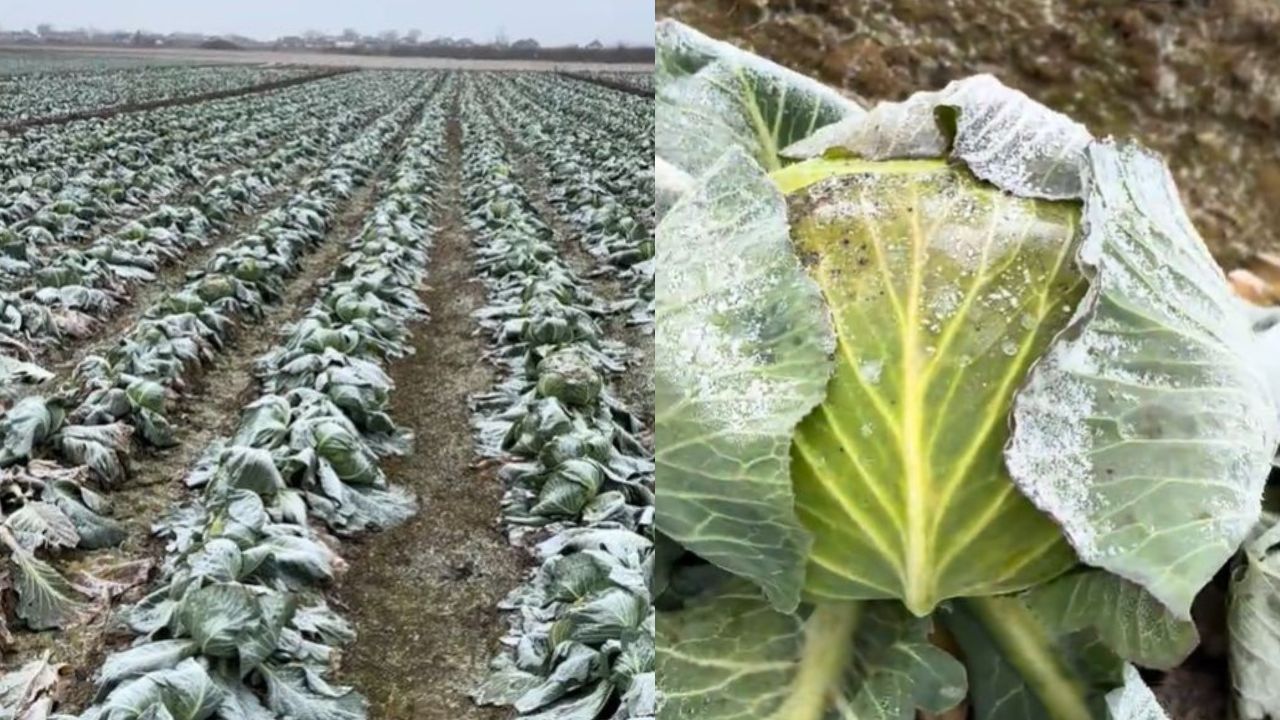 Un fermier din Satu Mare a rămas cu varza pe câmp și o donează: Nu am avut cui să o vând. Culegeți cât doriți!