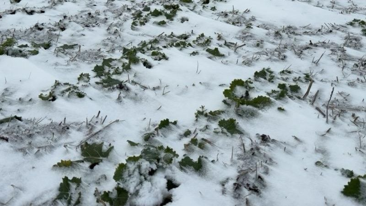 Zăpada și precipitațiile: Scut termic sau incubator de agenți patogeni și dăunători?