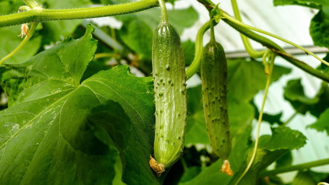 Castraveți în solar