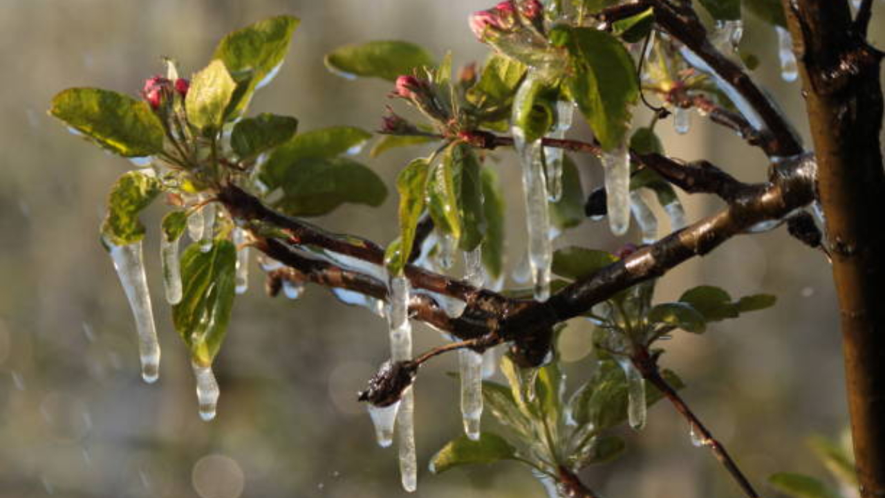 Despăgubiri pentru pomicultori