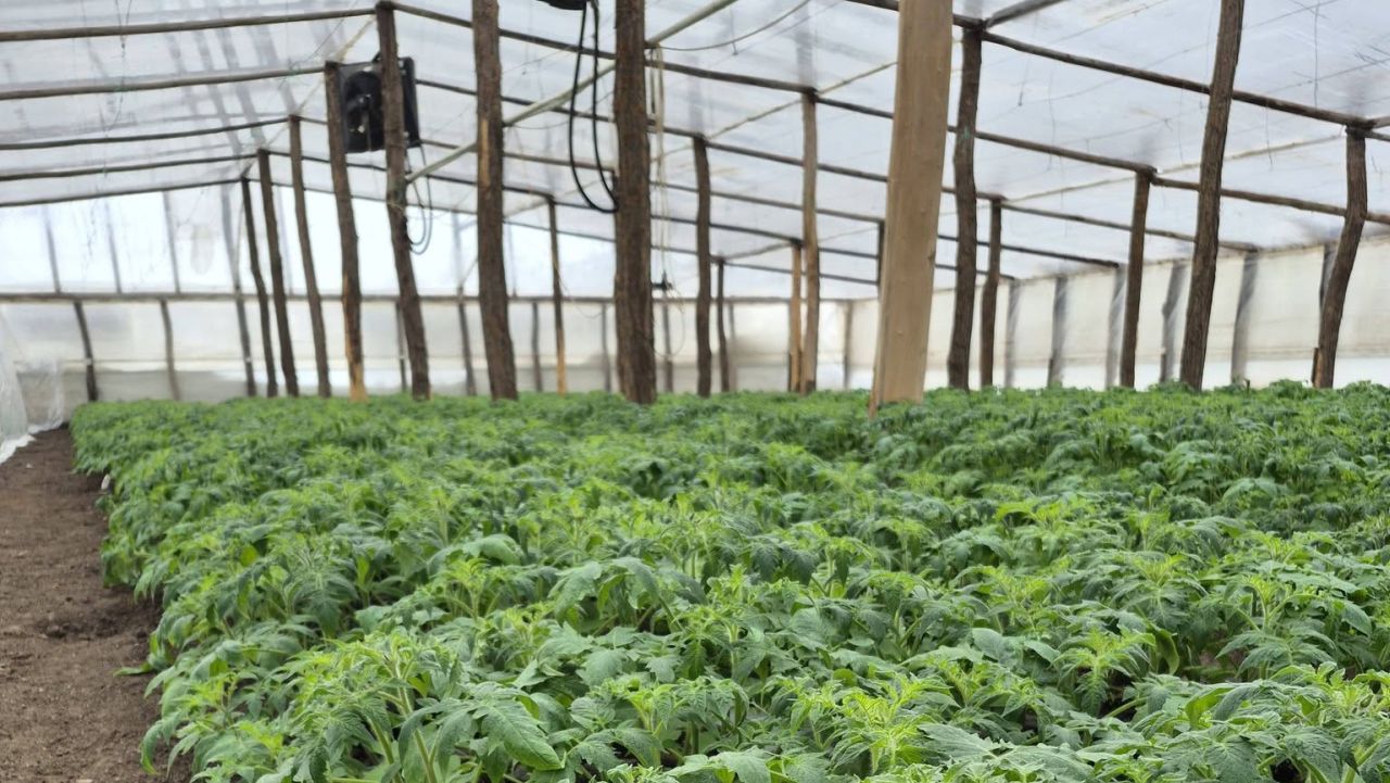 Roșii în solarul lui Săndel Pricope din Matca, Galați