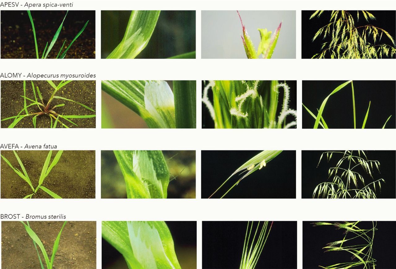 Buruieni graminee combătute de Atevior Pro Pack