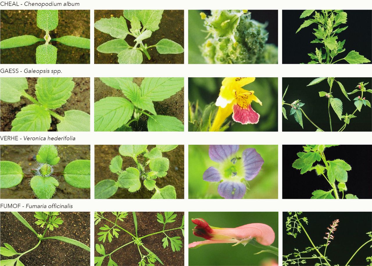 Buruieni cu frunză lată combătute de Atevior Pro Pack