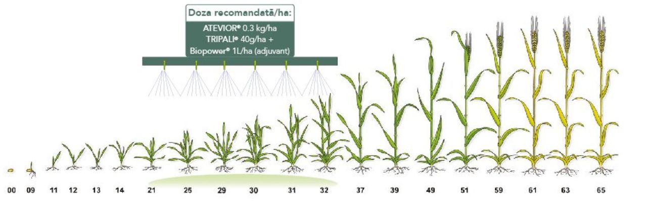 Doze recomandate Atevior Pro Pack