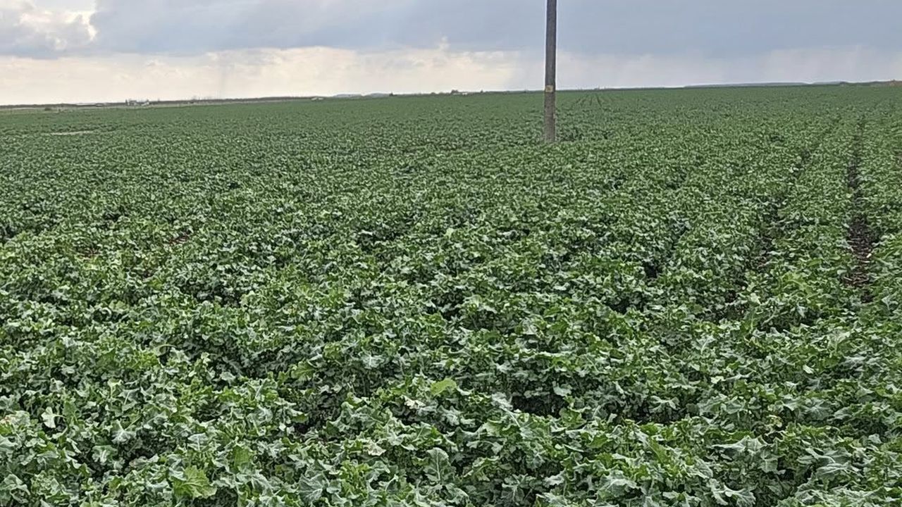 Rapiță la final de martie