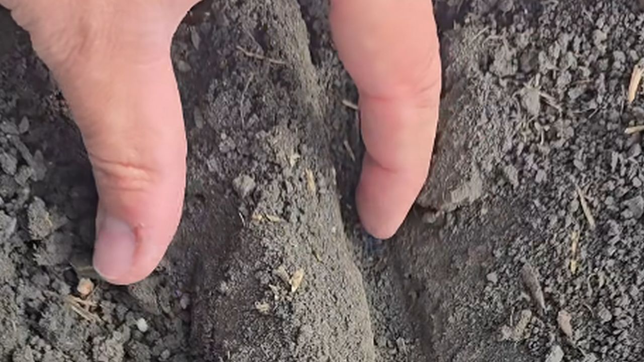 Distanța dintre sămânță și ureea aplicată pe rând, la semănat