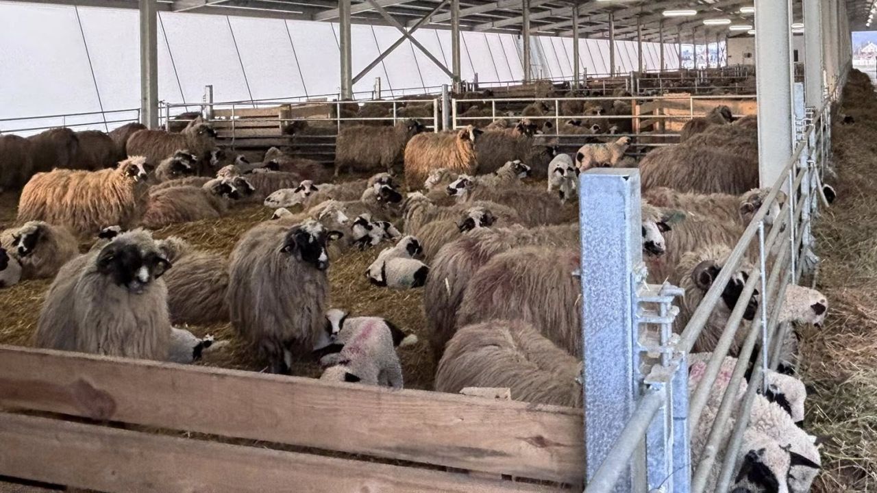 Fermă de ovine cu miei de Paște