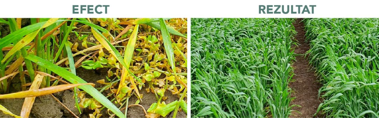 Rezultatele aplicării erbicidului Omnera