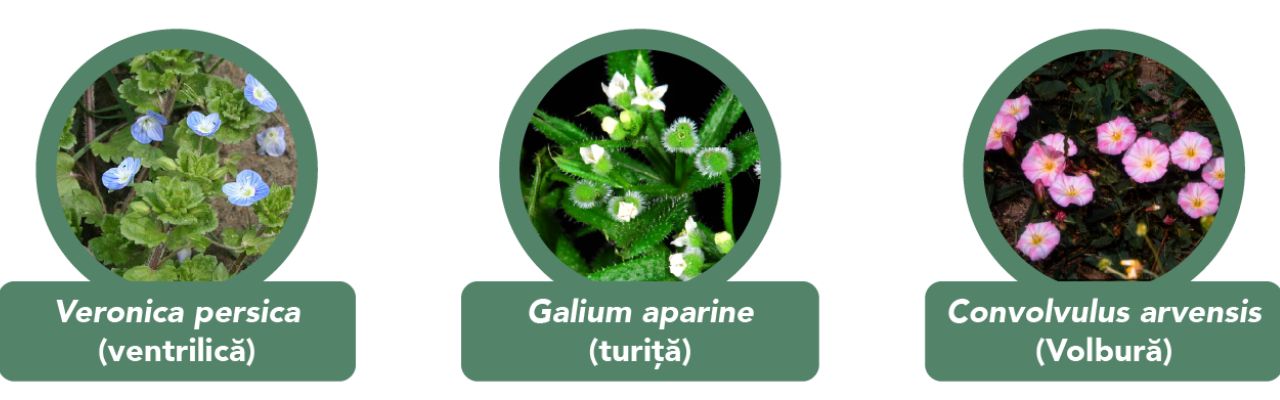 Trei buruieni combătute de Omnera