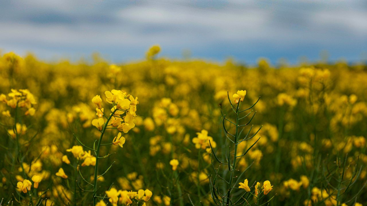 Preț la rapița din recolta 2026