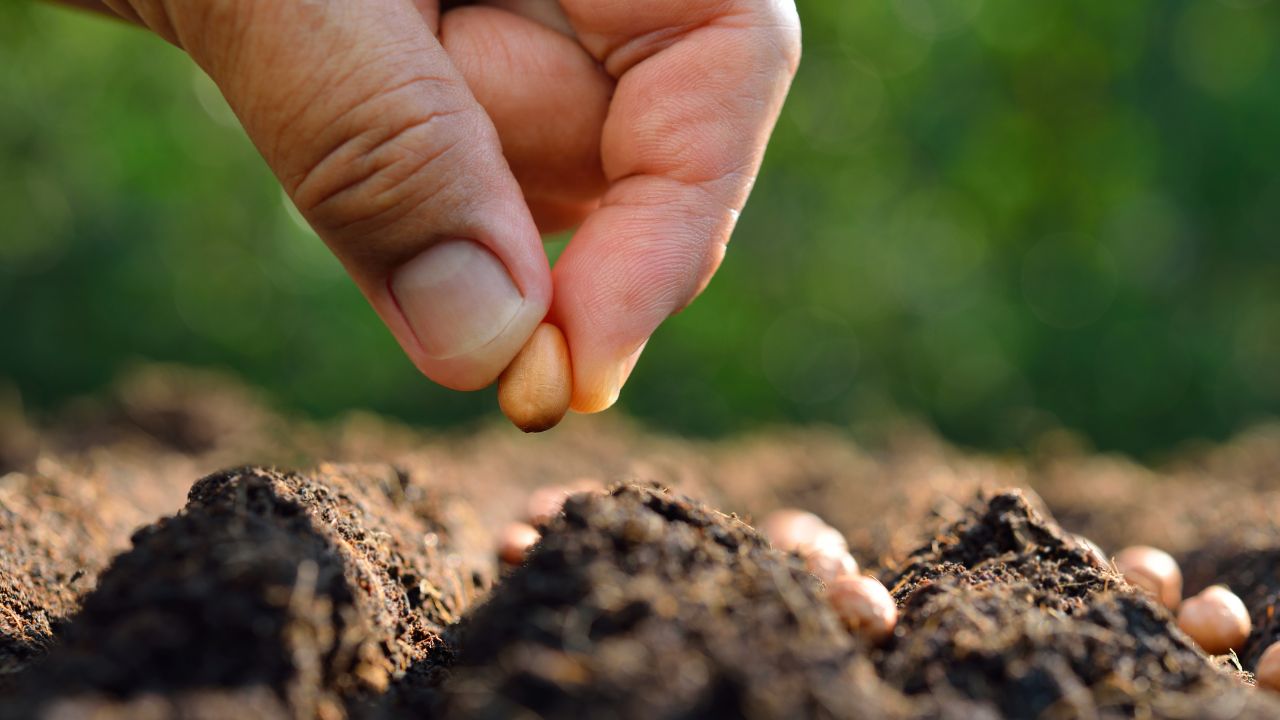 Sămânță certificată