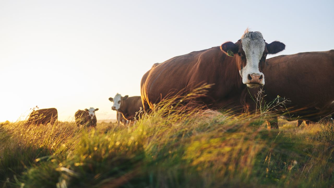 Plafoane pentru ANT zootehnie