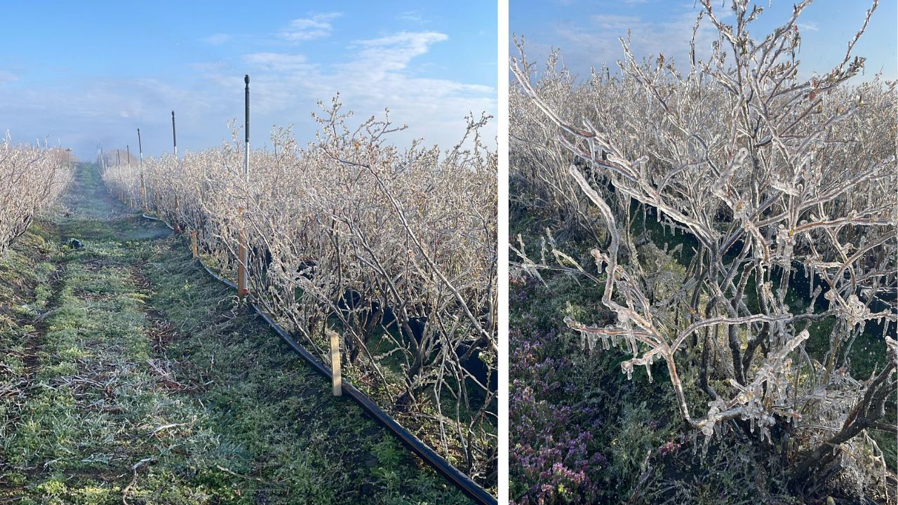 Prevenirea înghețului prin aspersie