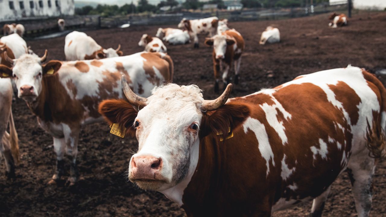 Calcul ANTZ pe cap de vacă