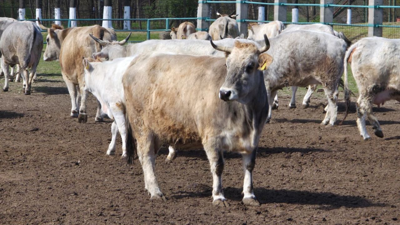 eveniment-statiunea-dancu-sura