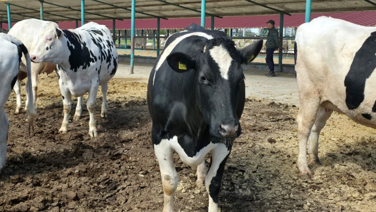 eveniment-statiunea-dancu-vacute