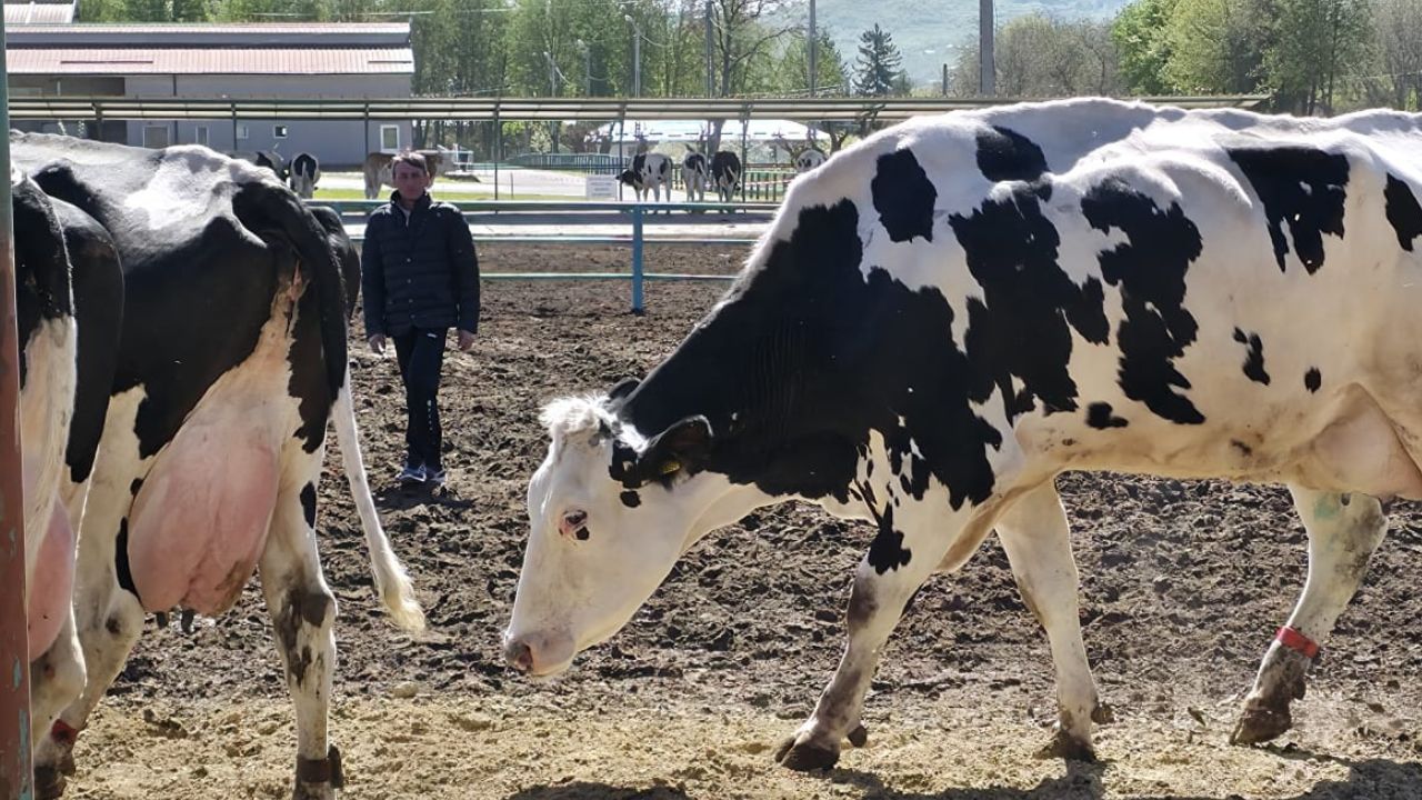 eveniment-statiunea-dancu-vacutele