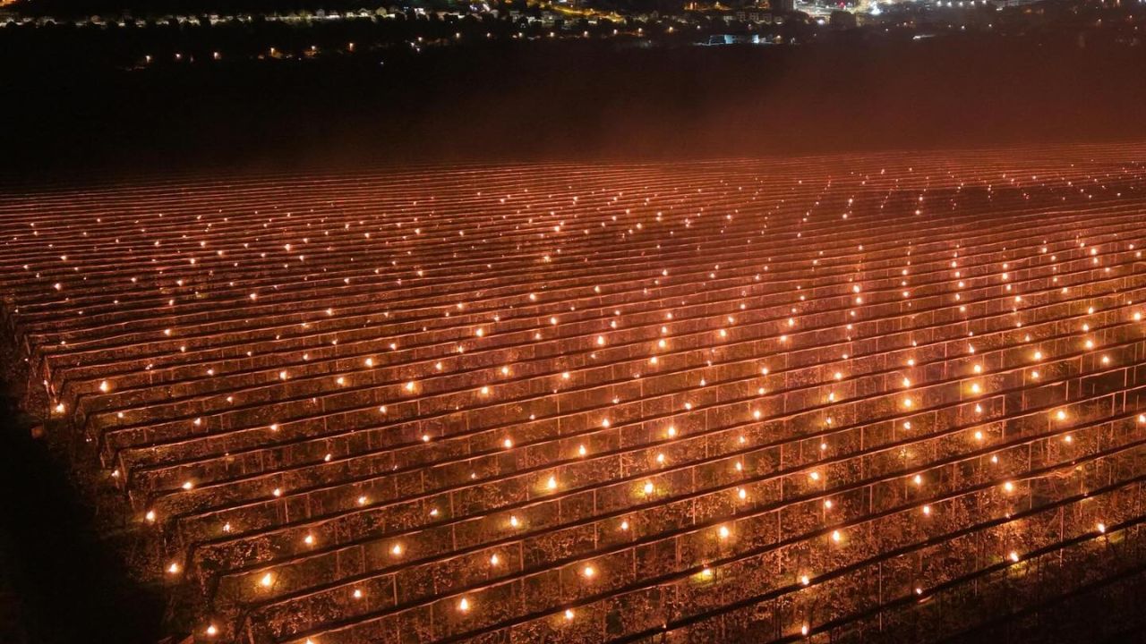 Prevenirea înghețului în livada de cireși de la Ferma Steluța