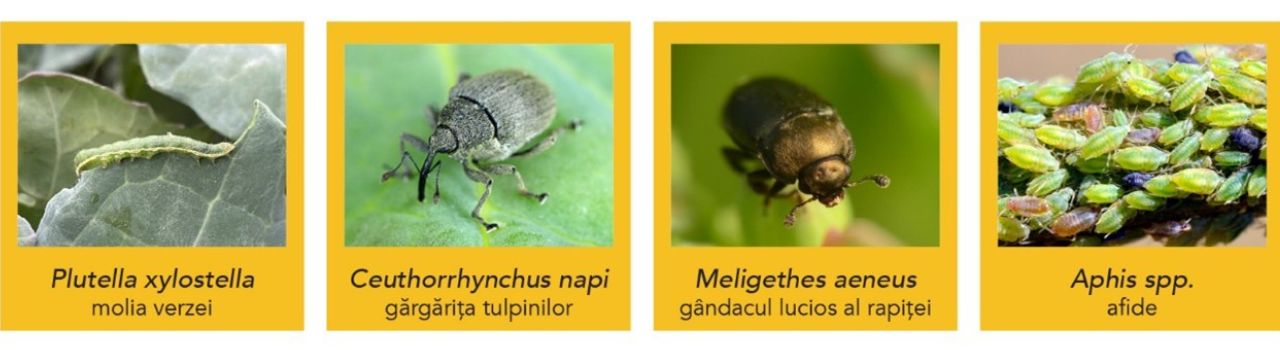 Dăunători din cultura de rapiță