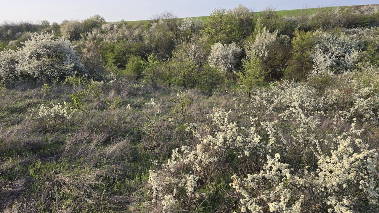 Pășune neîntreținută