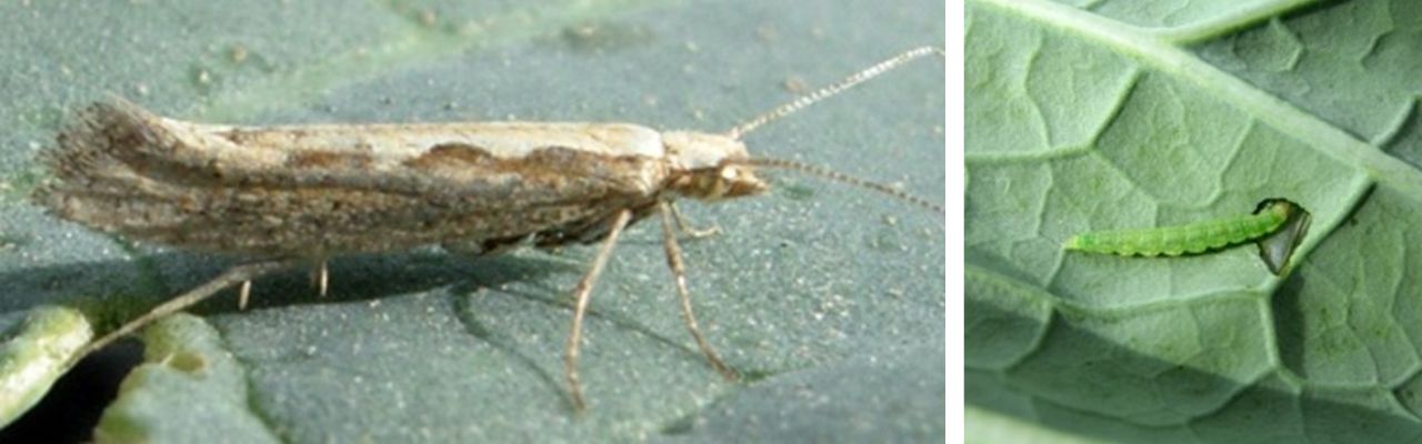 Plutella Xylostella - Adult și larvă