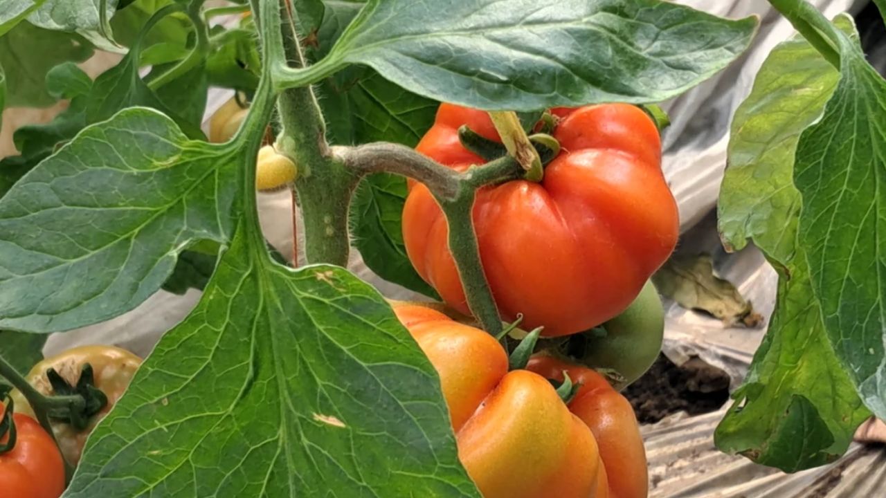 Roșii extratimpurii