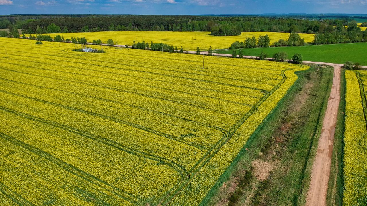 Dăunători la rapița înflorită