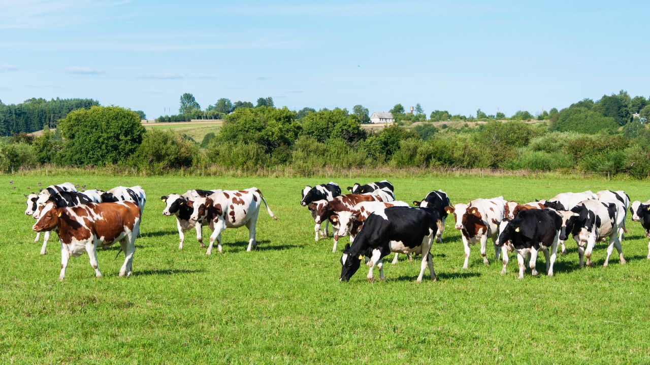 Terenuri la ADS pentru zootehnie