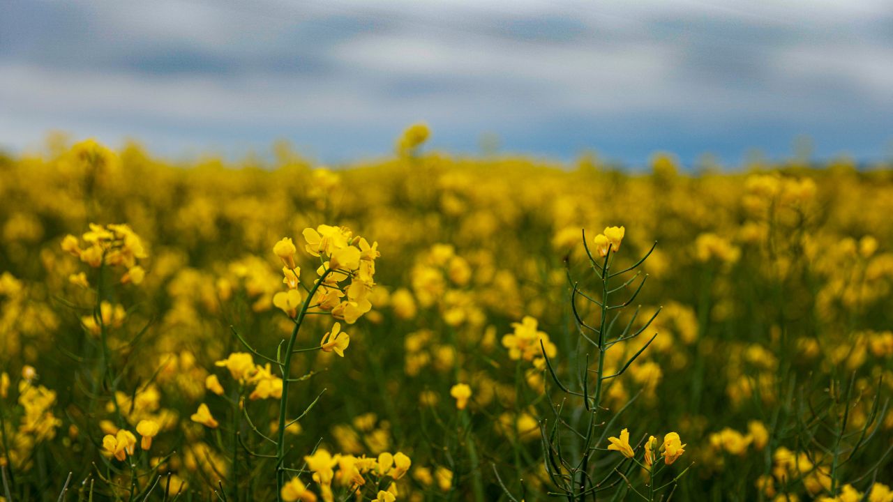 Tratamente la rapița înflorită