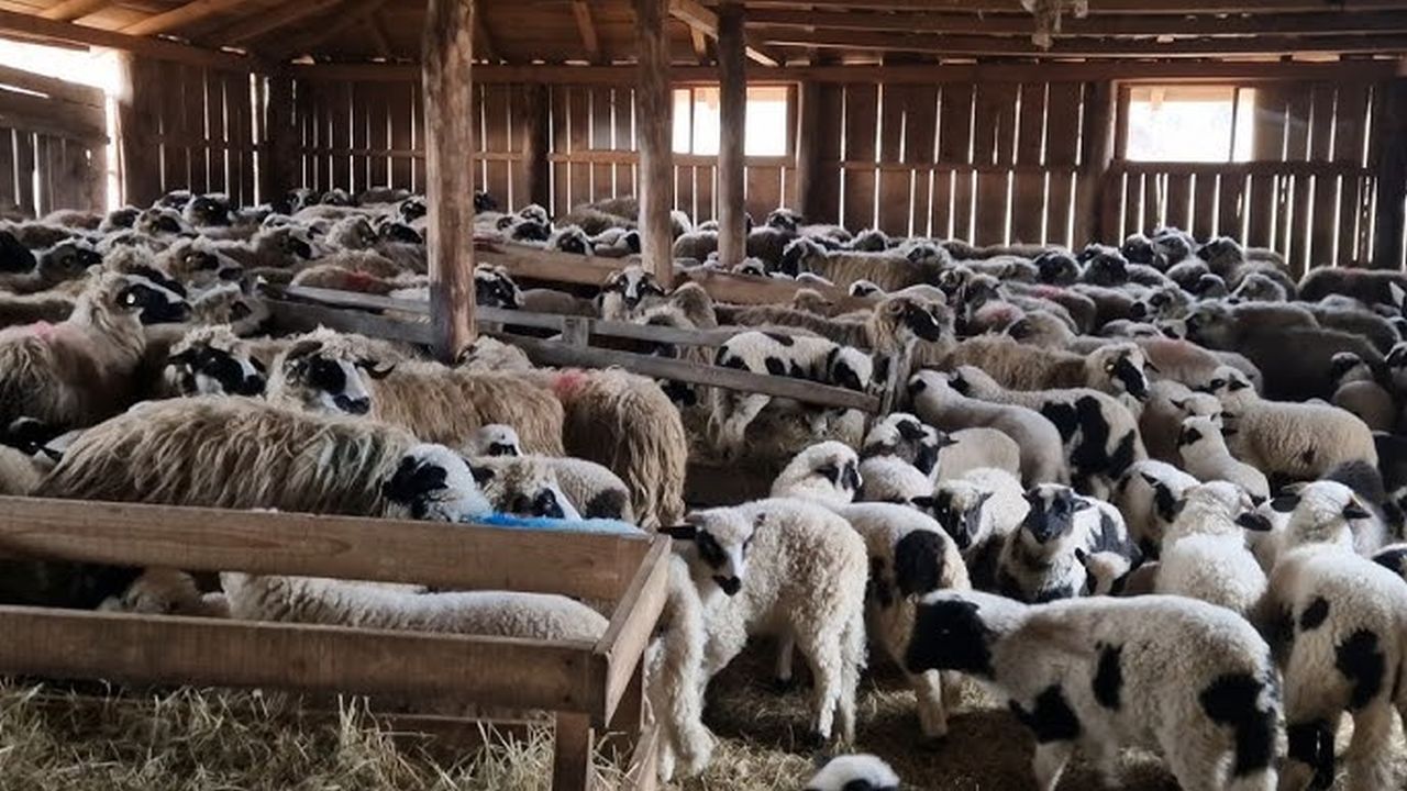 Fermă de vânzare