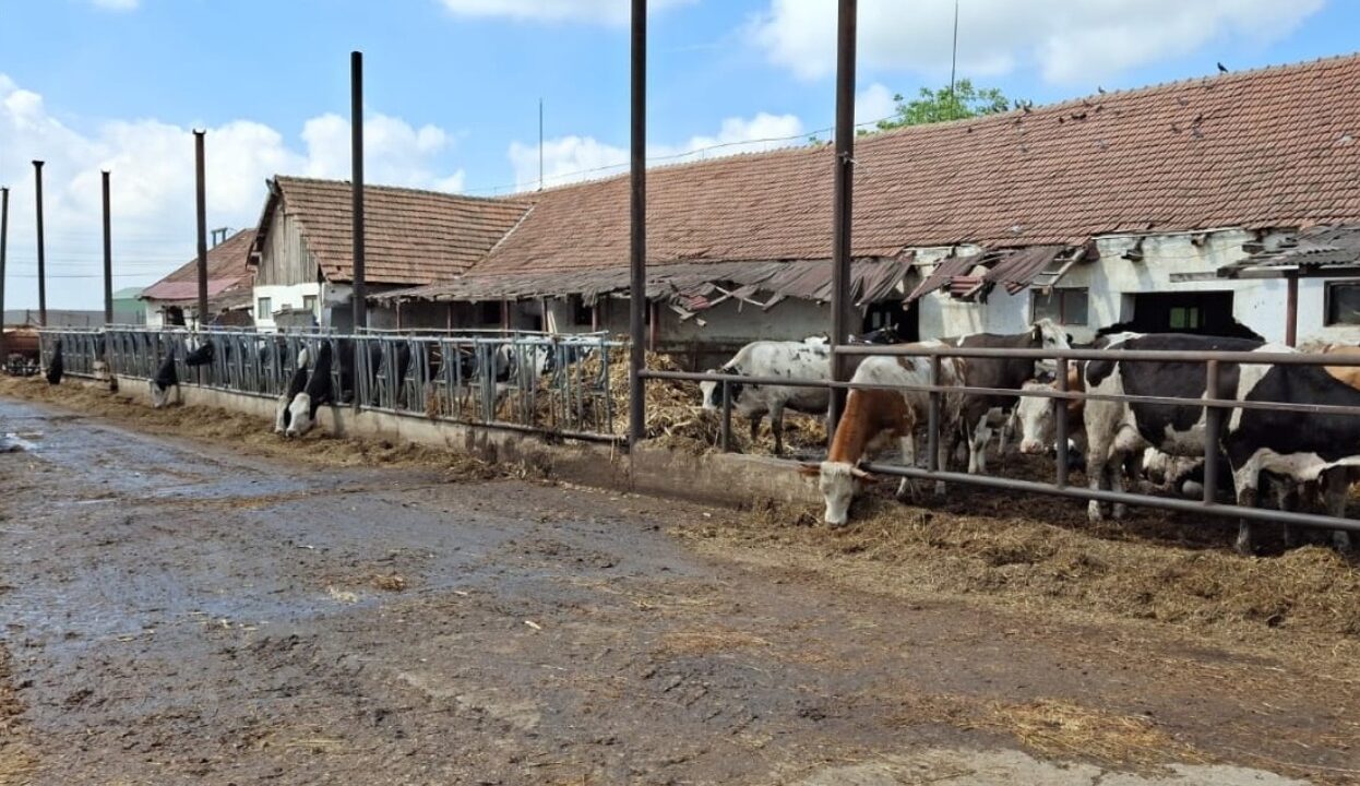 Fermă de bovine amendată