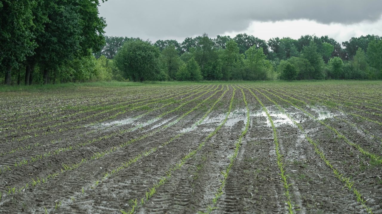 Ploi în agricultură
