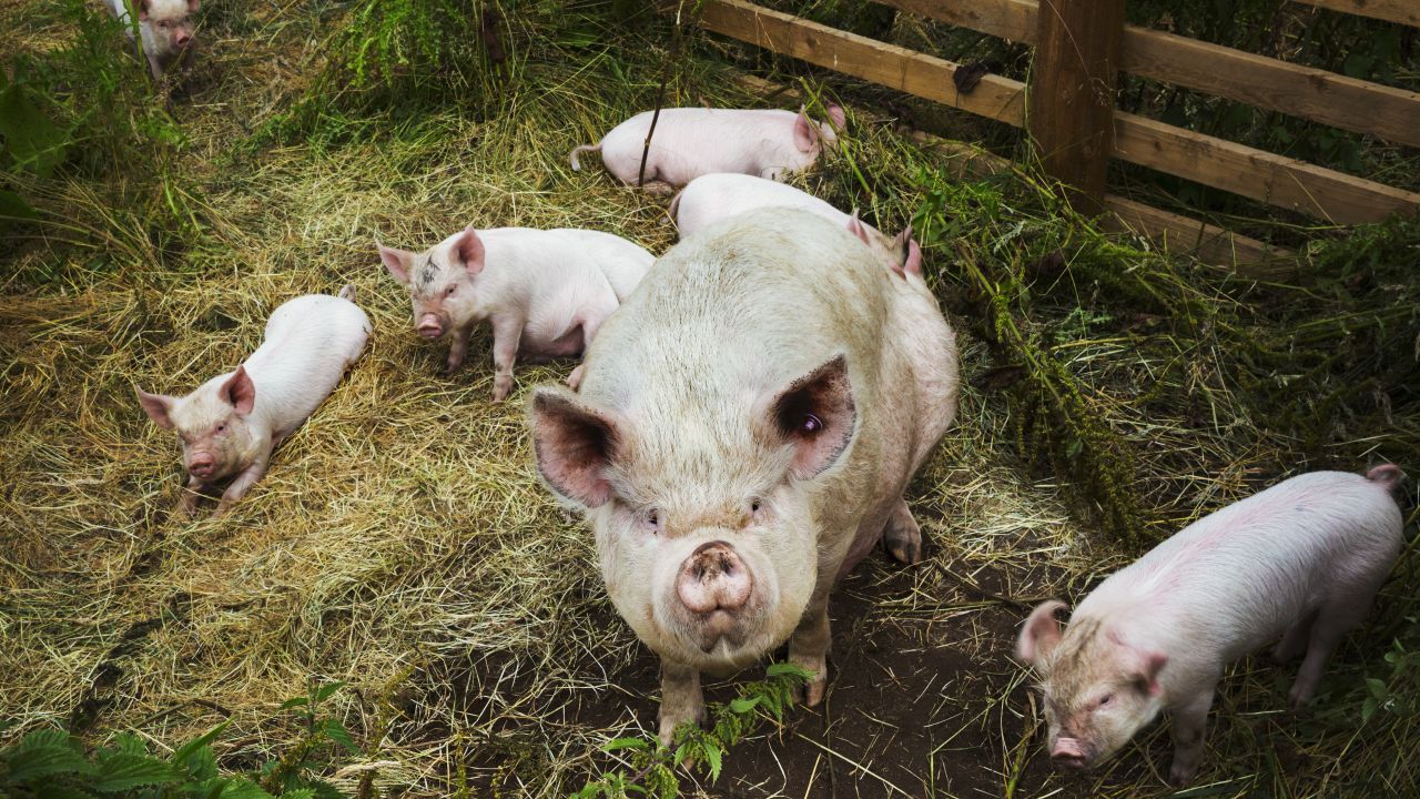 Porci crescuți în gospodărie