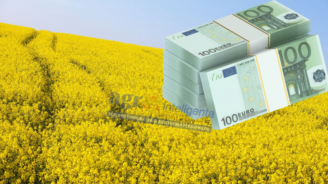 Tendință în prețul rapiței