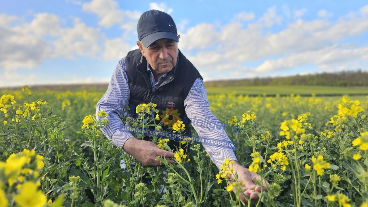 Ing. Radu Jolța într-un câmp de rapiță