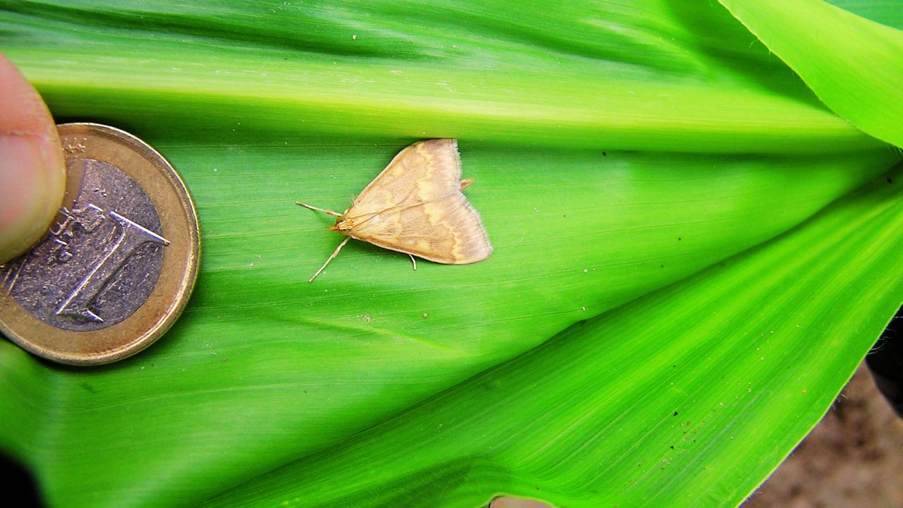 Dimensiunea Ostrinia nubilalis se apropie de cea a unei monede de 1 euro