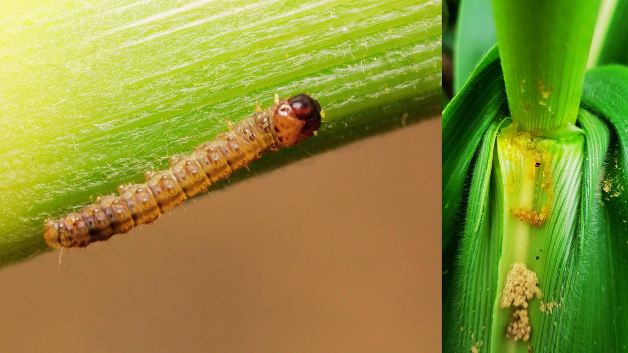 Atac de Ostrinia nubilalis pe plantele de porumb