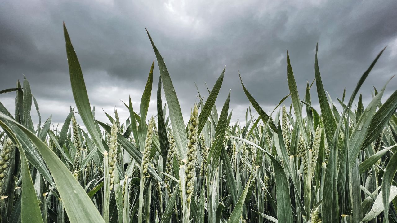 Sunt anunțate ploi în mai multe judee agricole