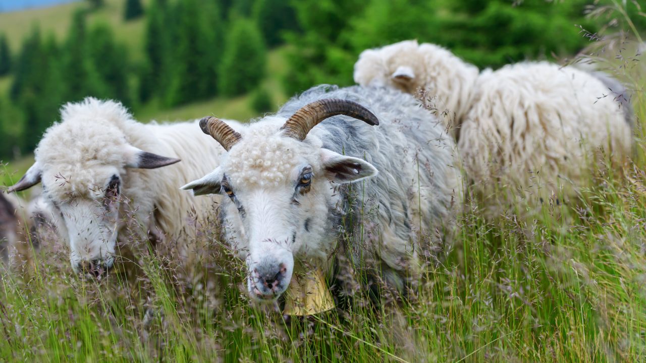 Reguli pentru situația îmbolnăvirii animalelor
