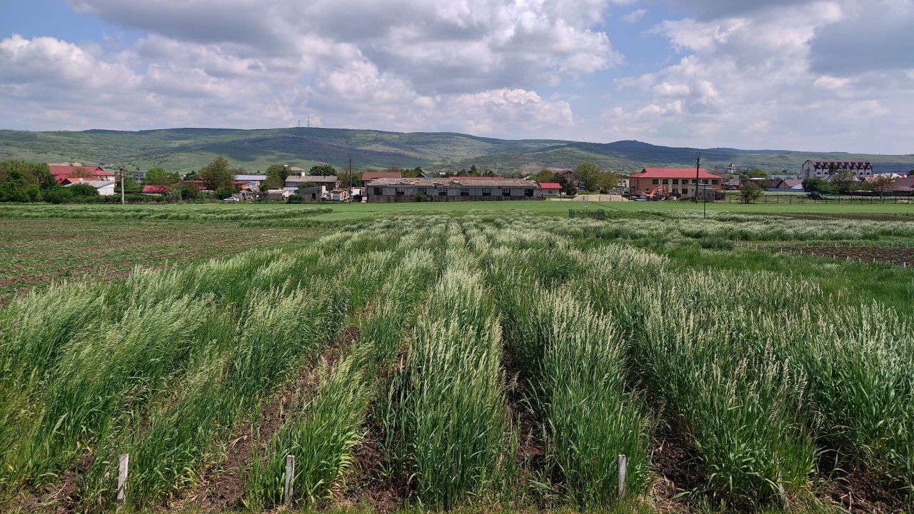 Câmp de cercetare SCDP Vaslui
