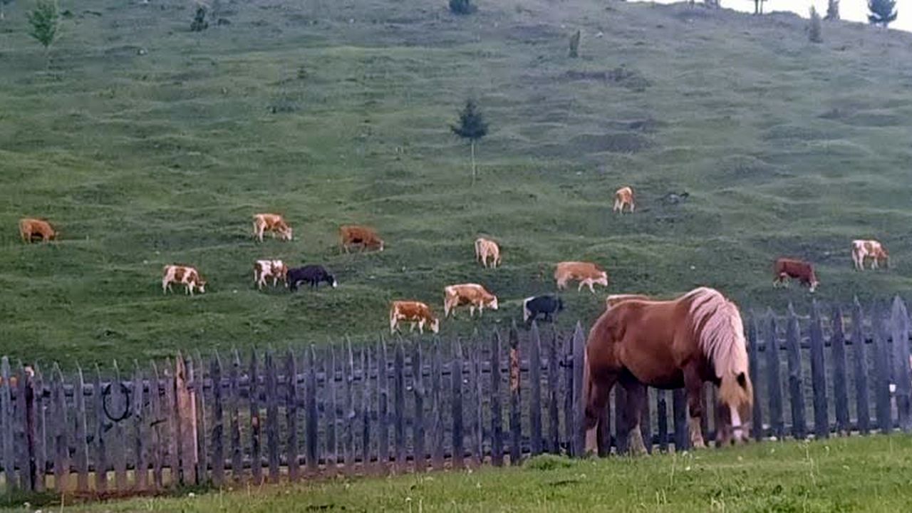 Vaci crescute în Bucovina
